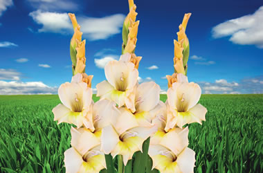 Gladioli Esta Bonita
