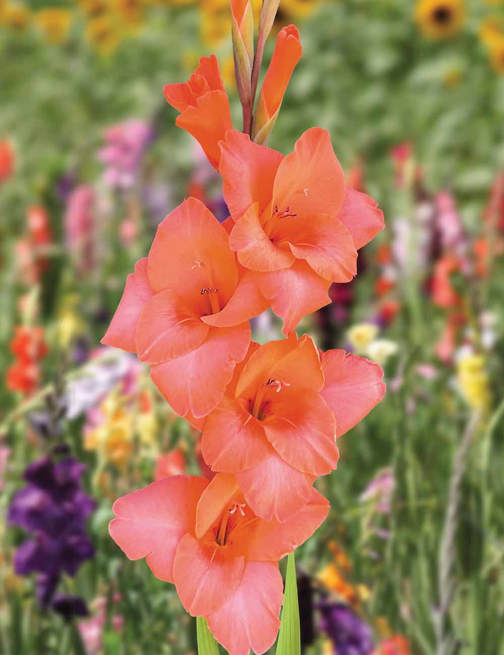 Gladioli 'Eclair'