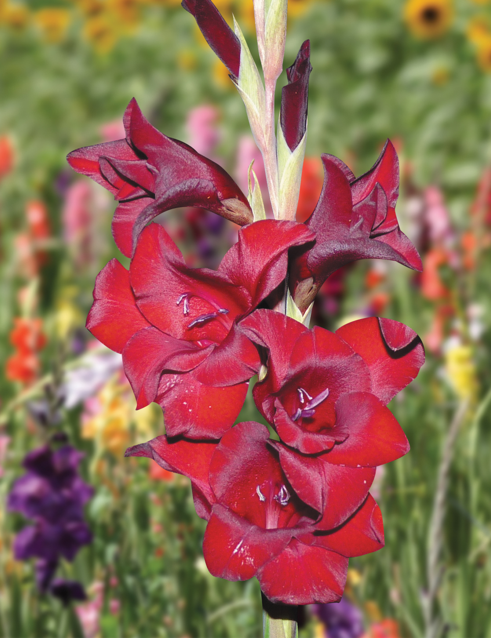 Gladioli 'Espresso'