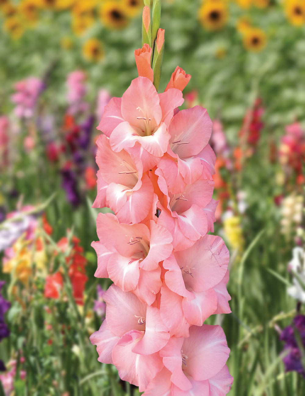 Gladiolus 'Flevo Effect'