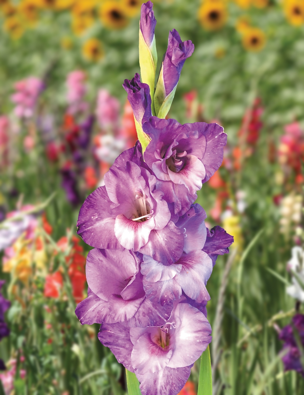 Gladioli 'Flevo Nautica'