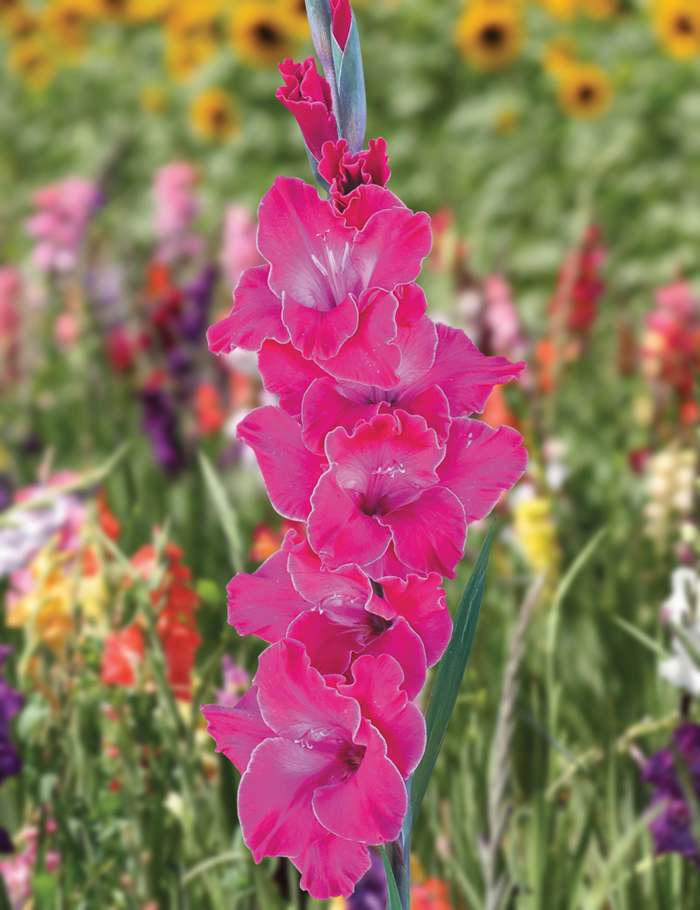 Gladioli Fairytale Pink