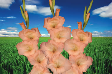 Gladioli Georgia Peach