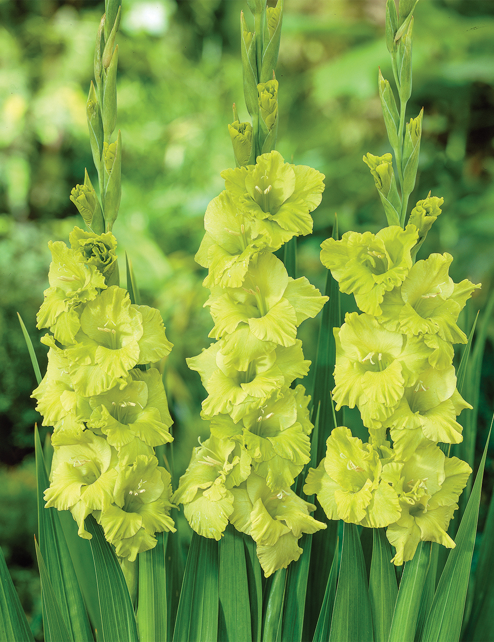 Gladioli 'Green Star'