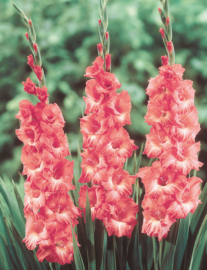 Gladioli - Dame Edna's Delights Indian Summer