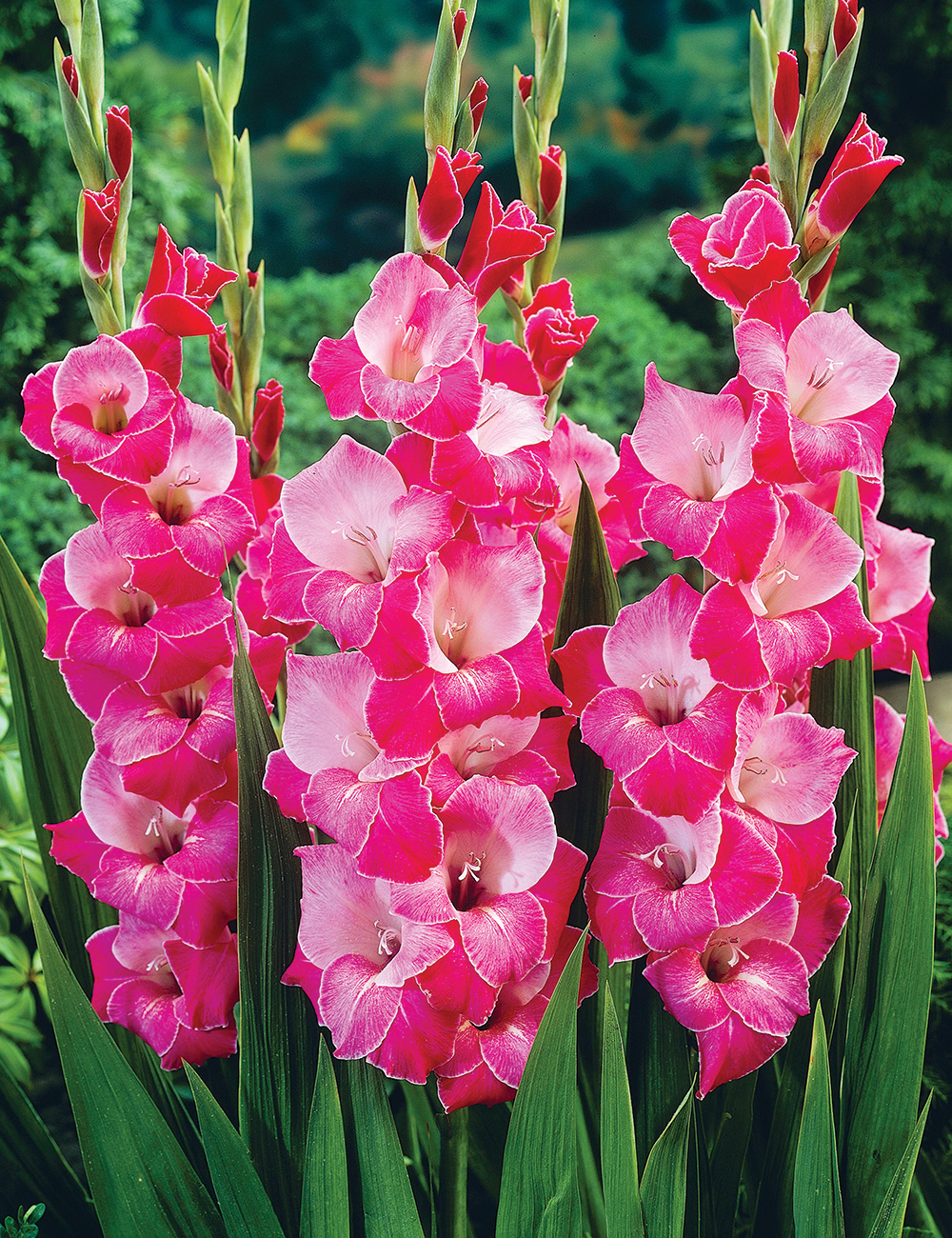 Gladioli Invitatie