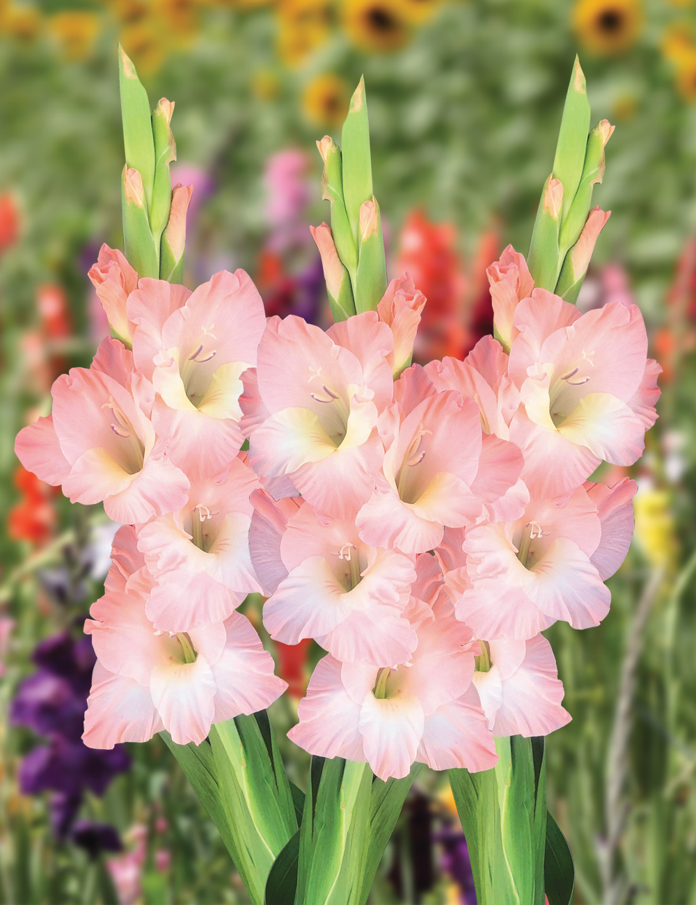 Gladioli 'Karma'