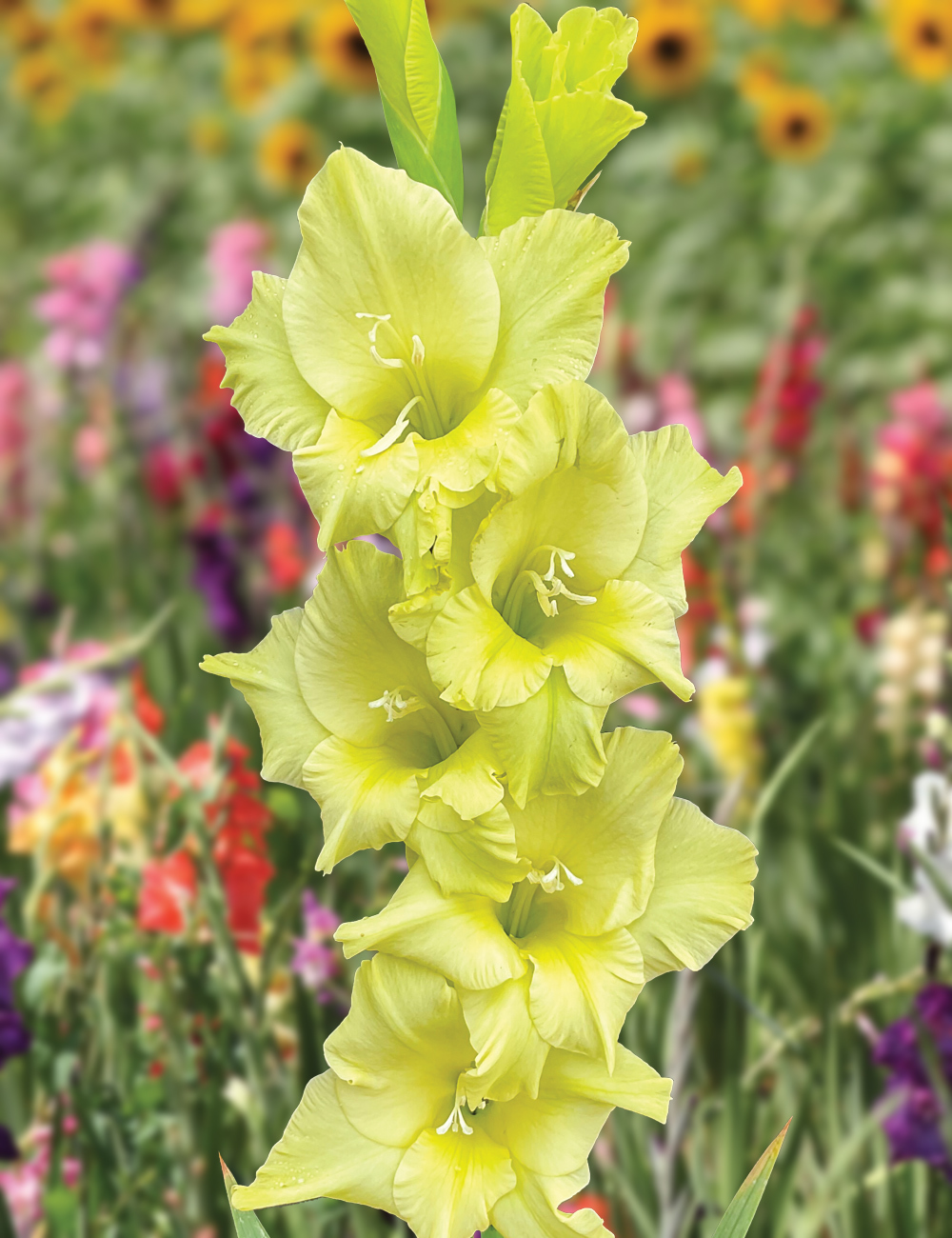 Gladioli 'Kio'