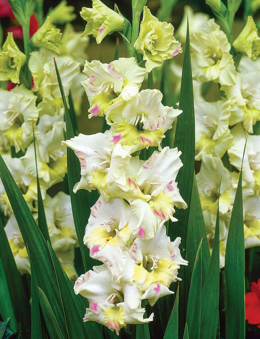 Gladioli - Dame Edna's Delights Kiev