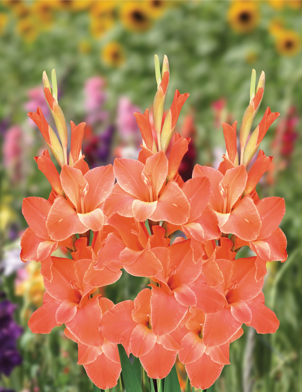 Gladioli Live Oak