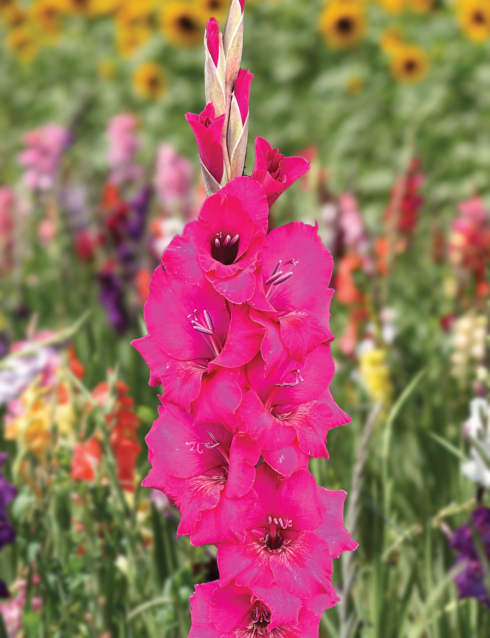 Gladioli 'Natan'