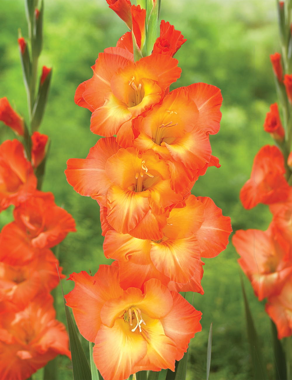 Gladioli 'Orange Sun'