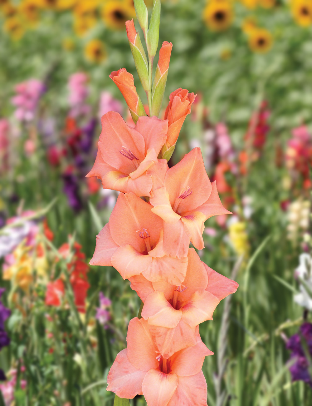 Gladioli 'Oasis'