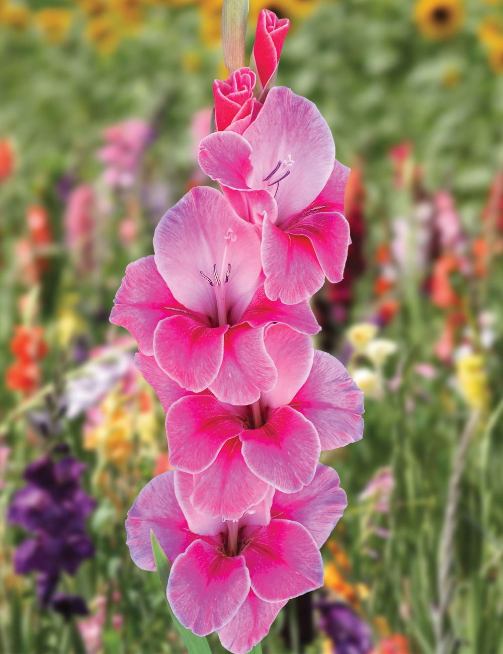 Gladioli 'Pink Event'