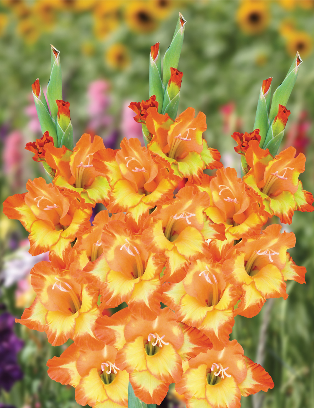 Gladioli 'Princess Margaret Rose'