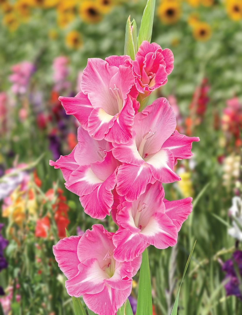 Gladioli 'Pink Parrot'