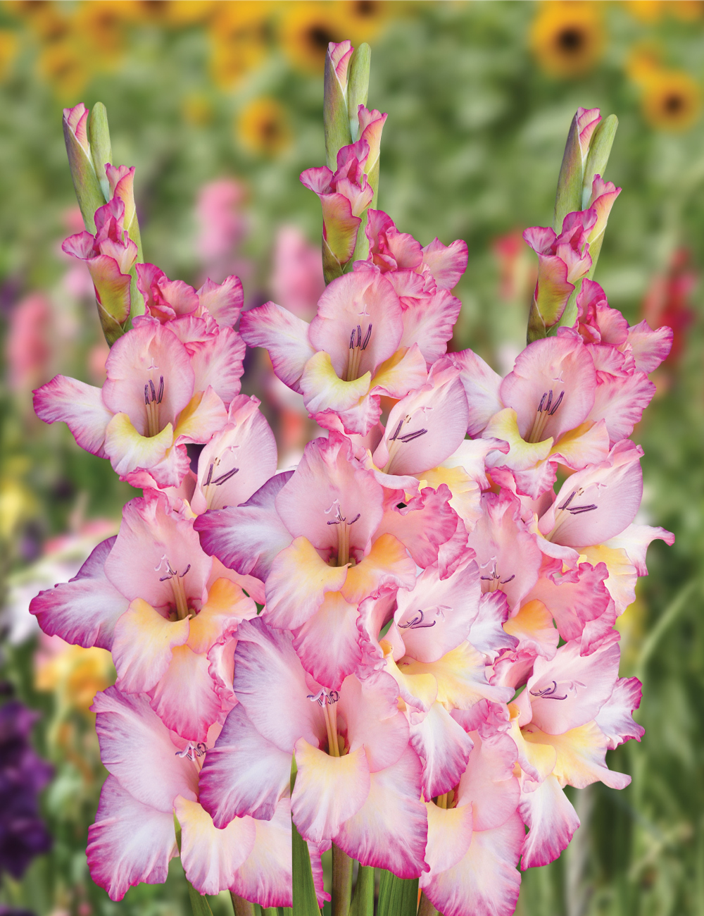 Gladioli 'Priscilla'