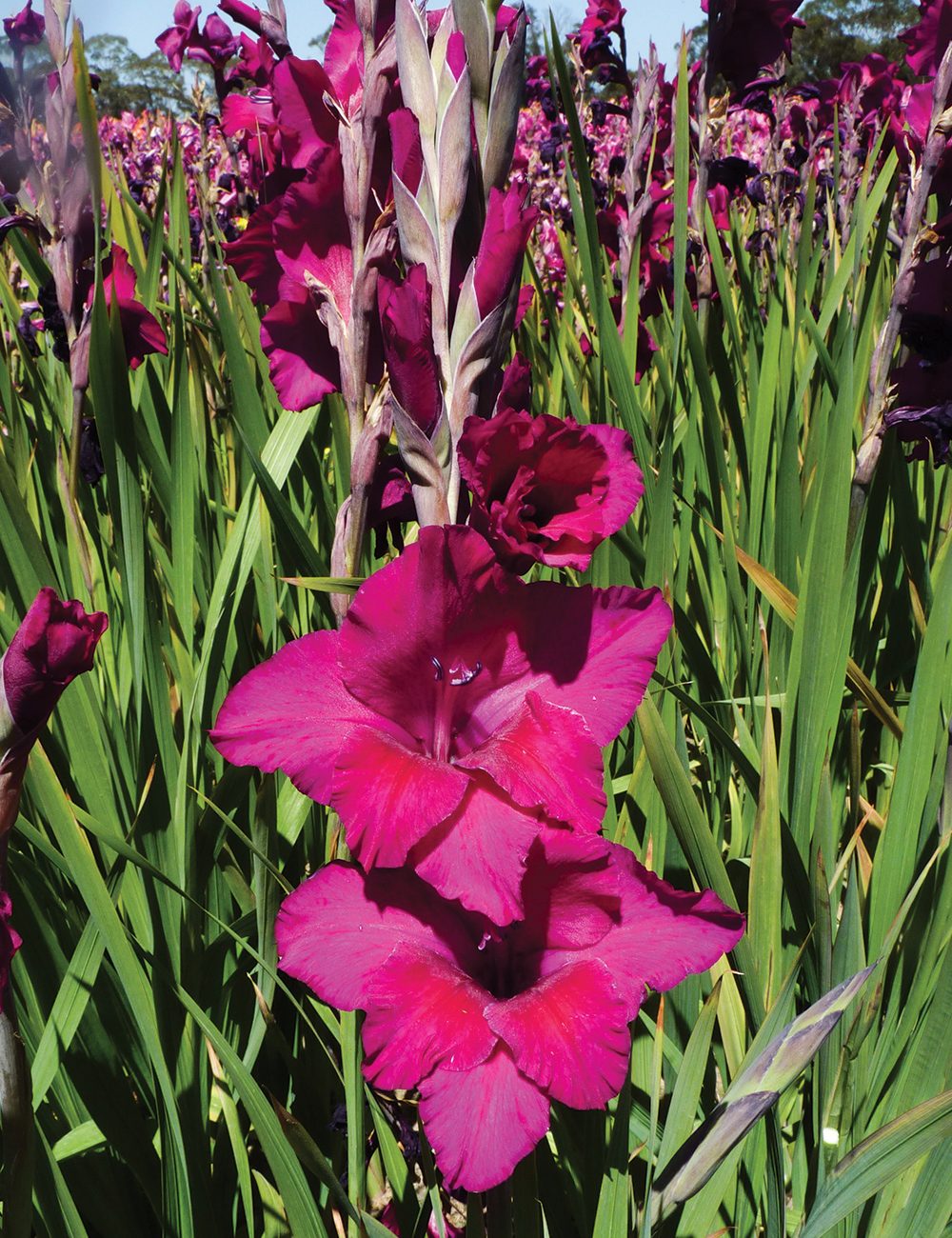 Gladioli 'Plum Tart'