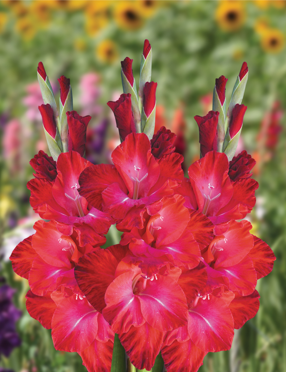 Gladioli Partituur