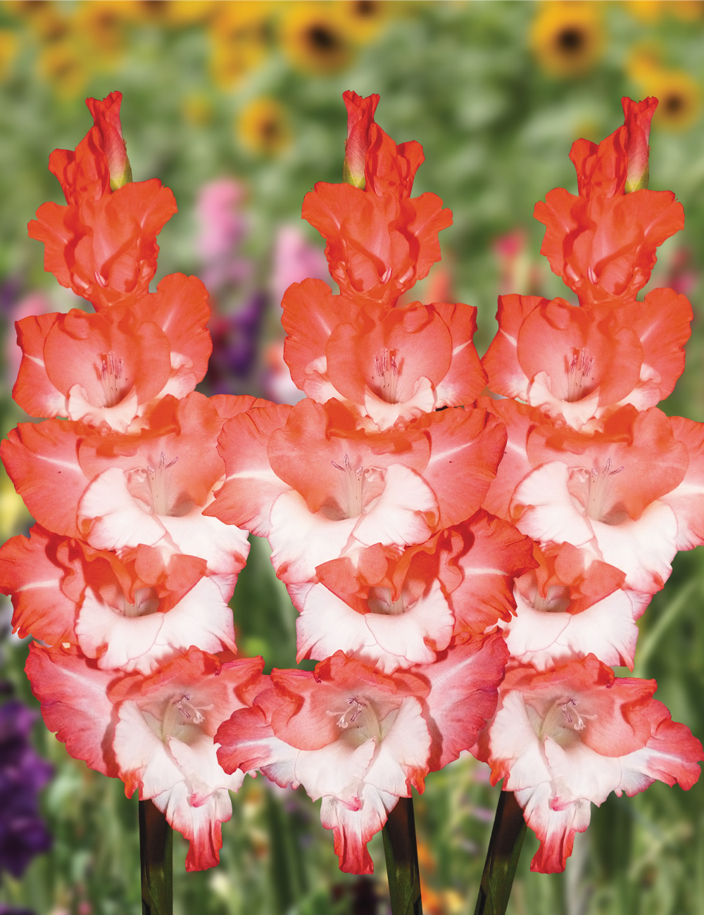 Gladioli Pink Lady