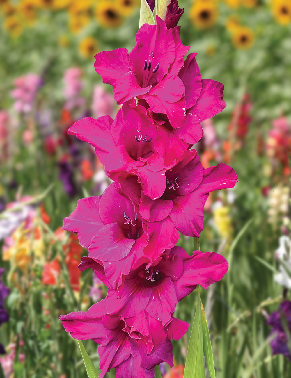 Gladioli 'Palermo'