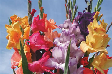 Gladiolus 'Farm Gate' Special Offer