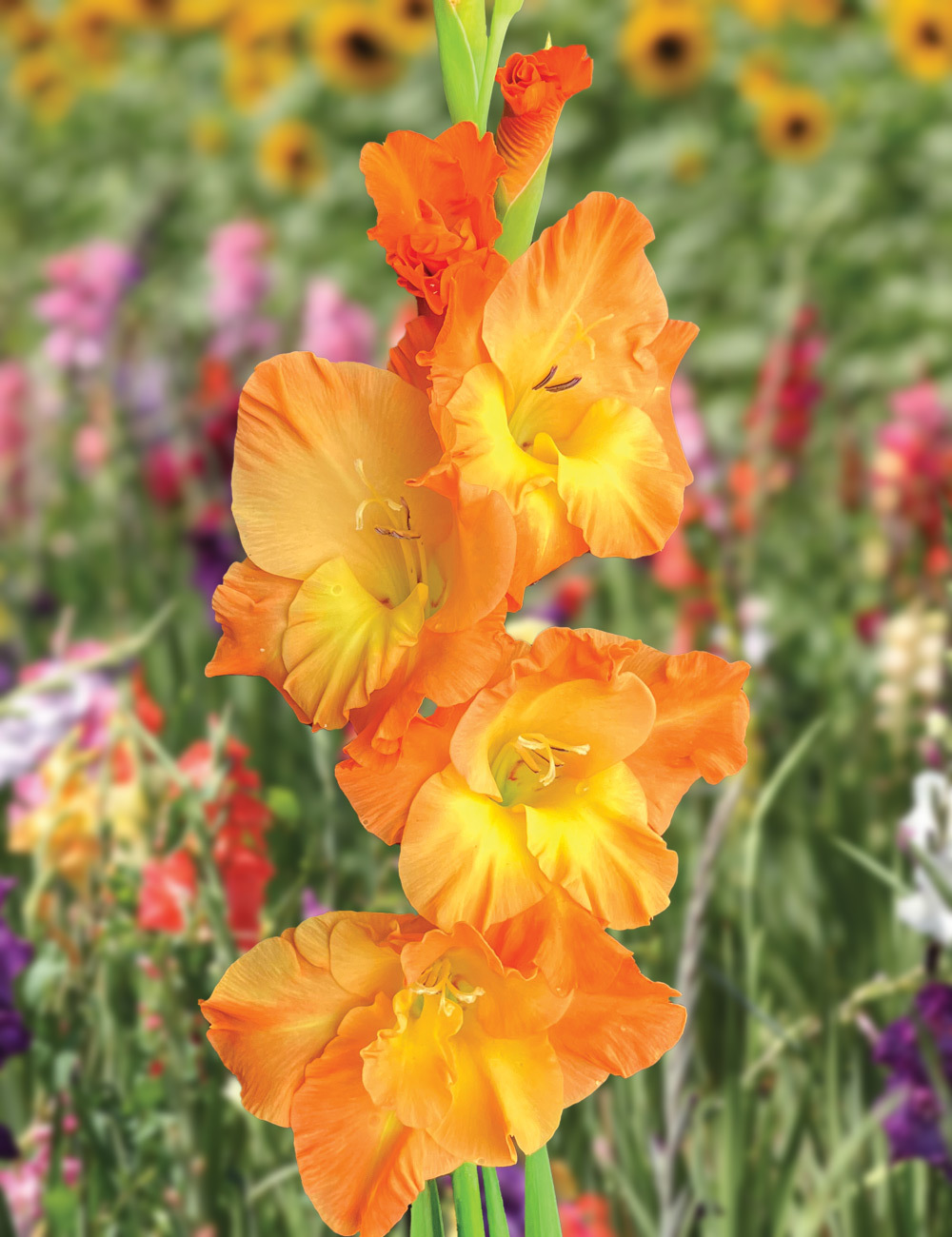 Gladioli 'Sierra'
