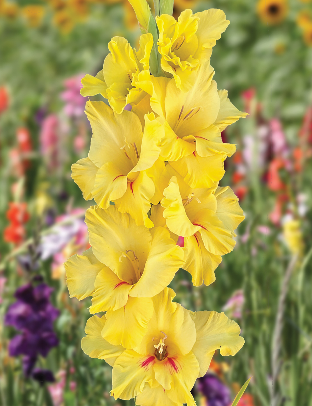 Gladioli 'Yellow Age'