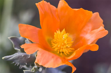 Horned Poppy Orange Auranticum