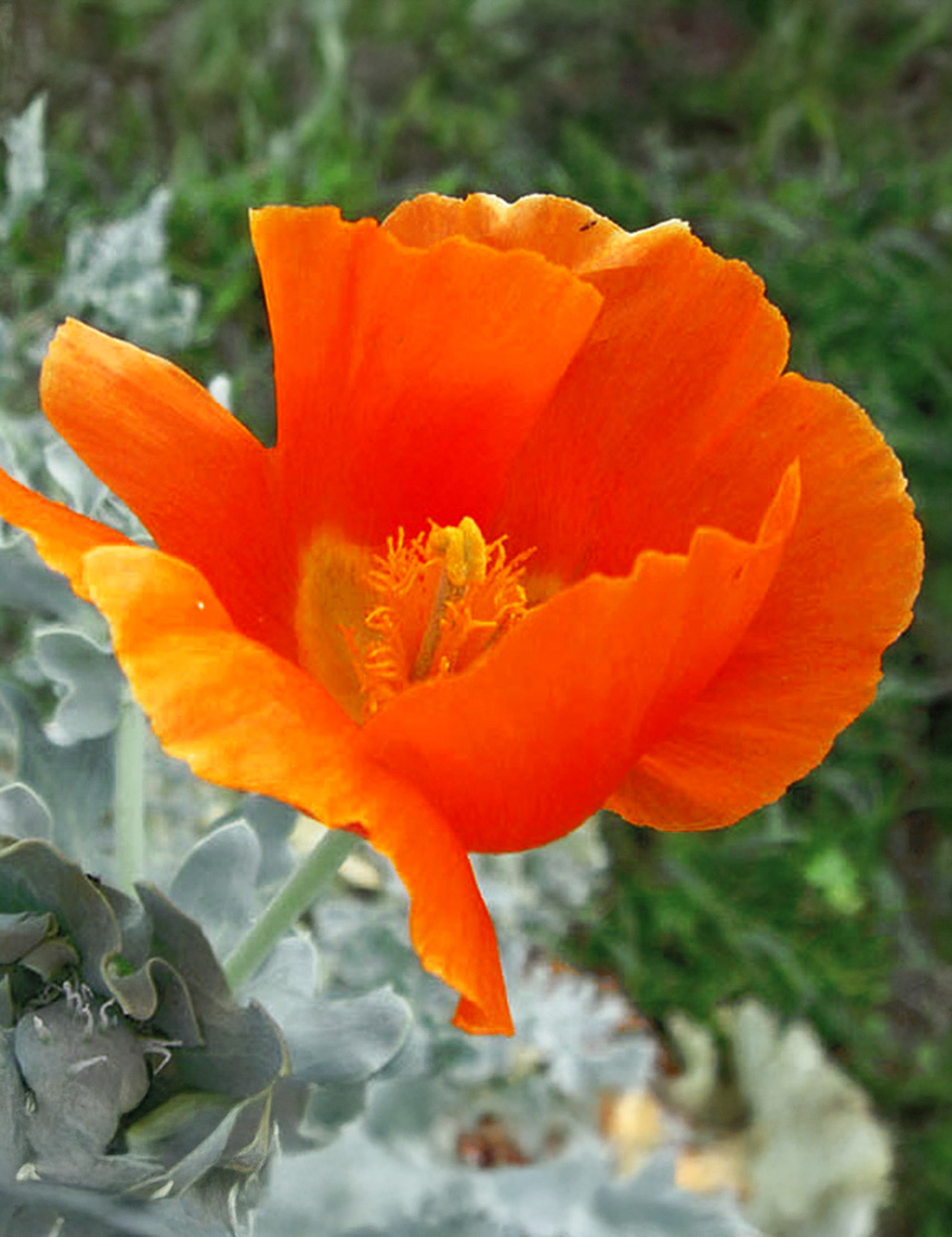 Horned Poppy Orange Auranticum