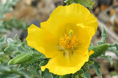 Yellow Horned Poppy