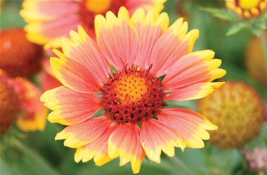 Gaillardia Goblin