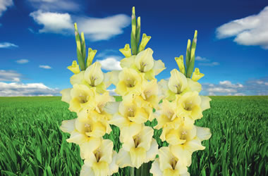 (10C) Gladioli Adagio