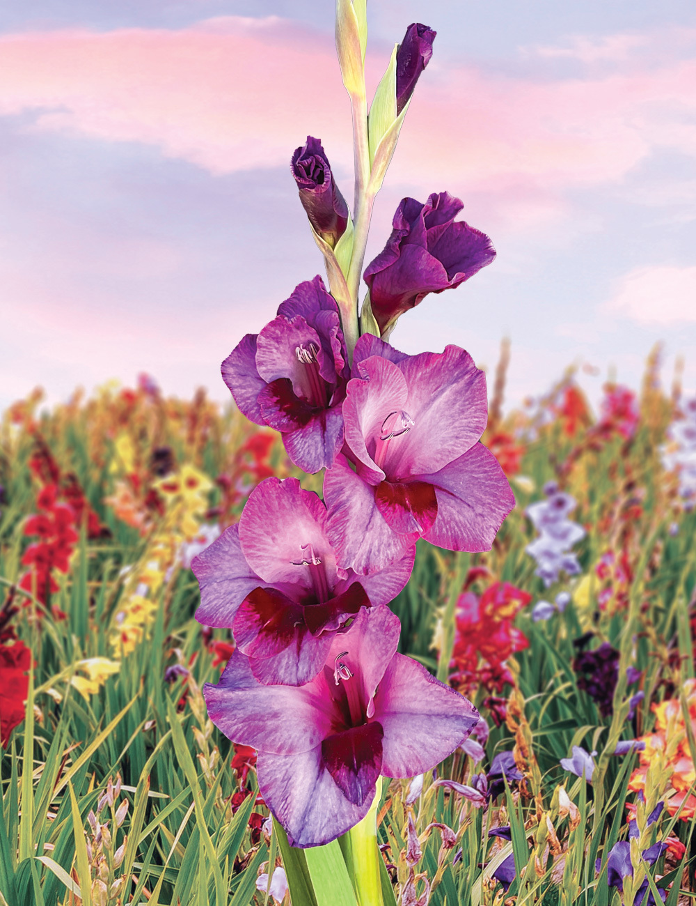 Gladioli 'Alfalfa'