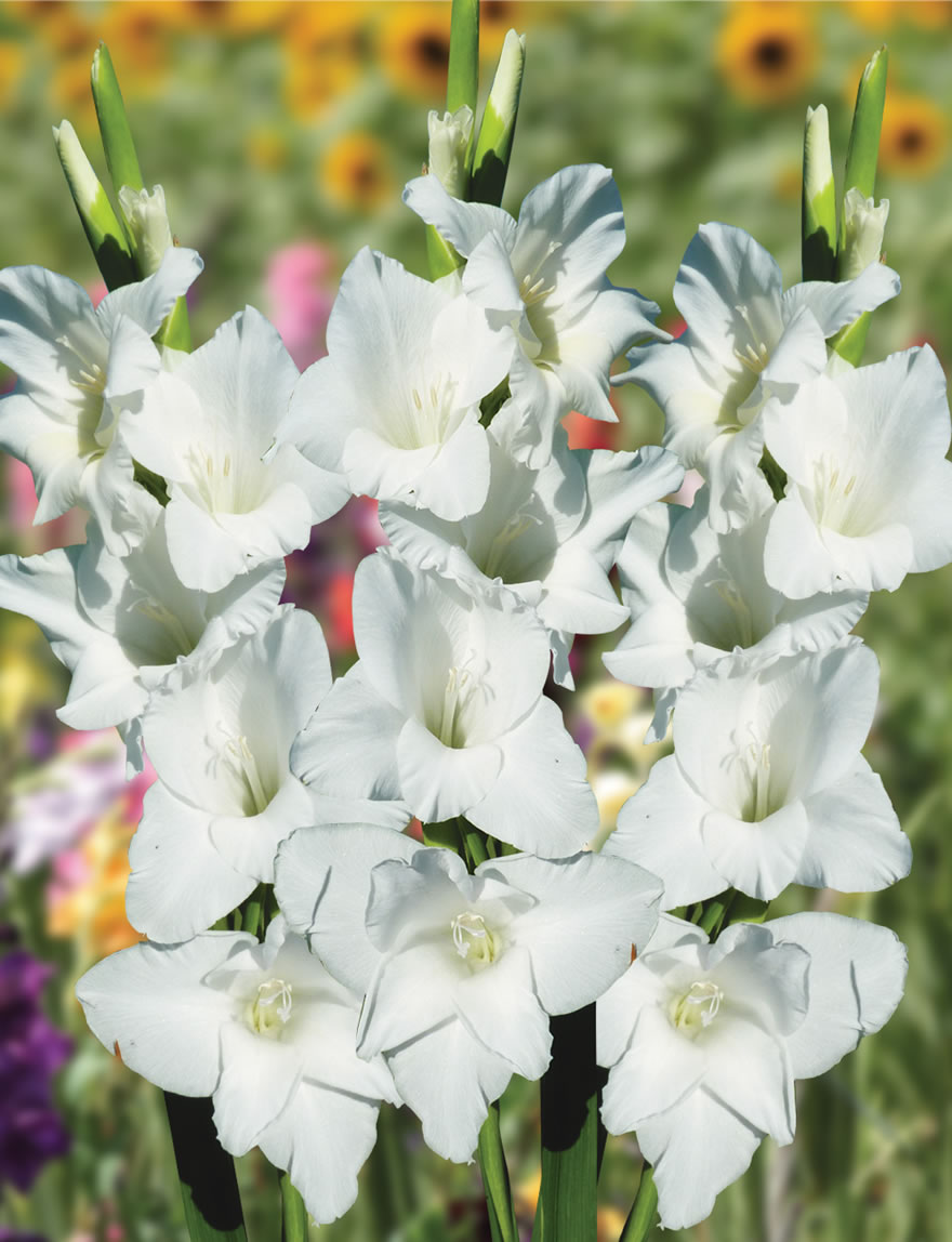 Gladioli - Show Stoppers Amsterdam