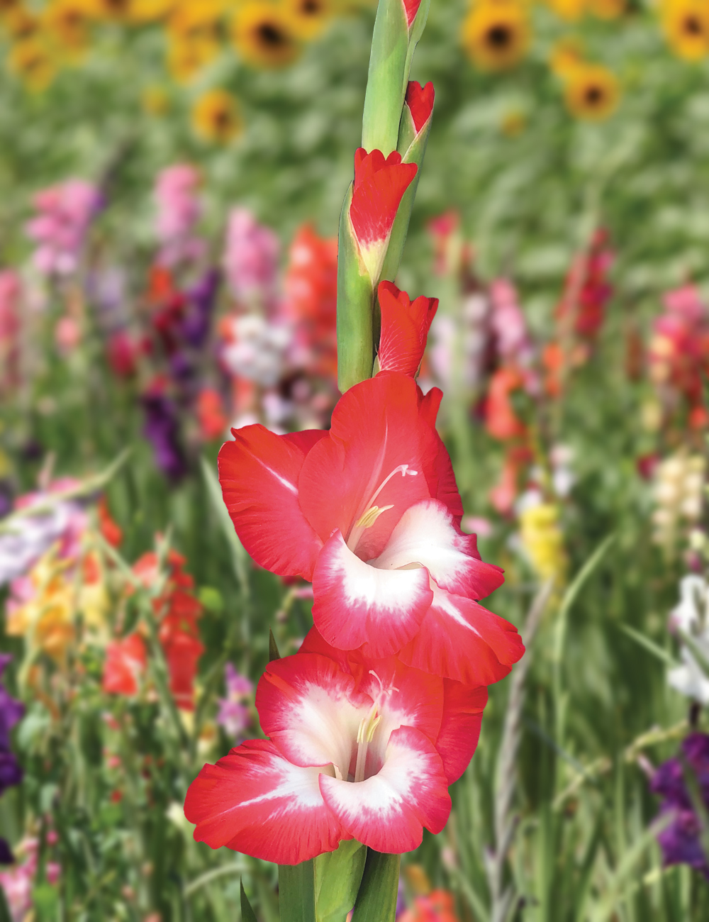 Gladioli 'Beach Party'