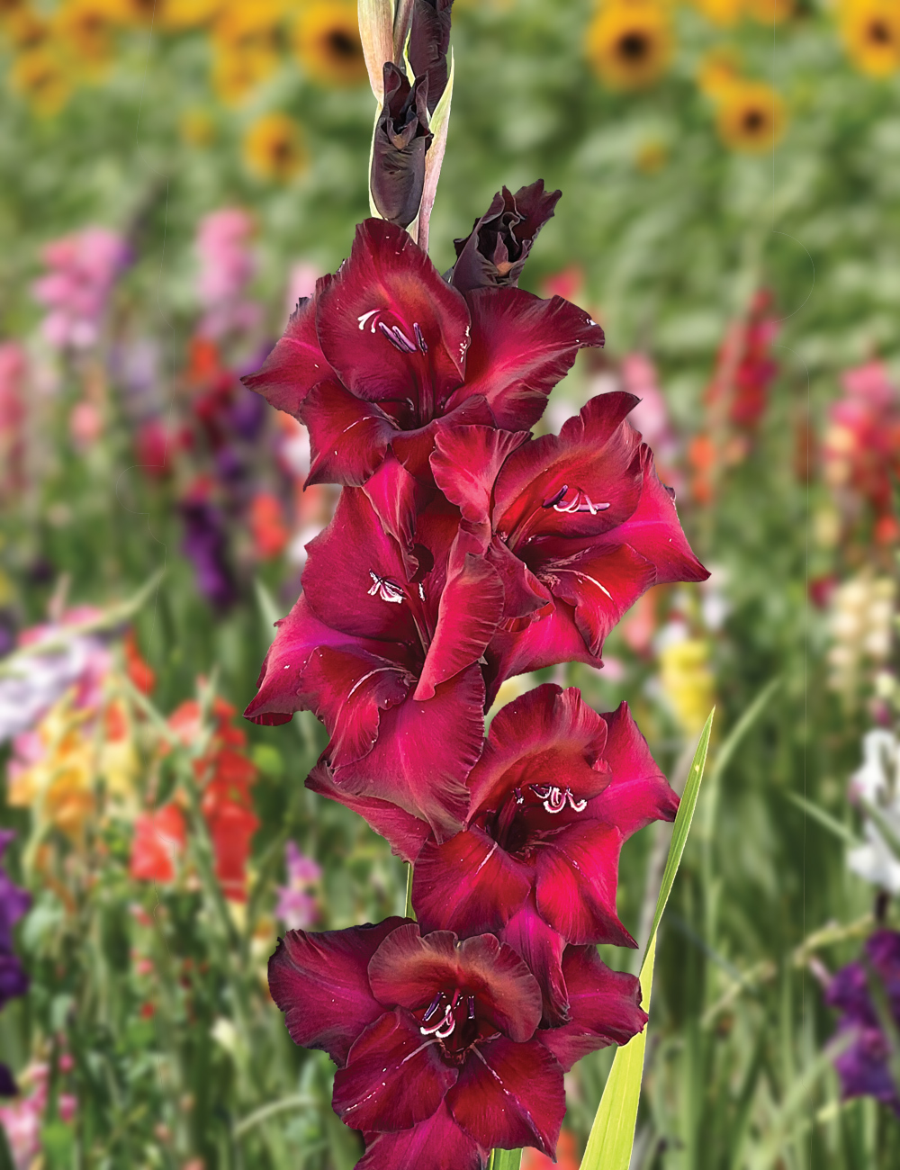 Gladioli 'Black Sea'