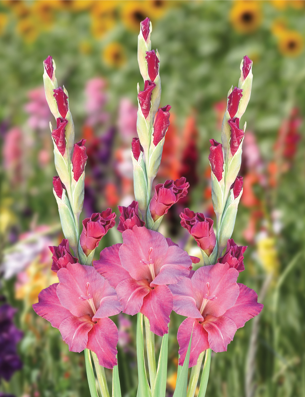 Gladioli Chocolate