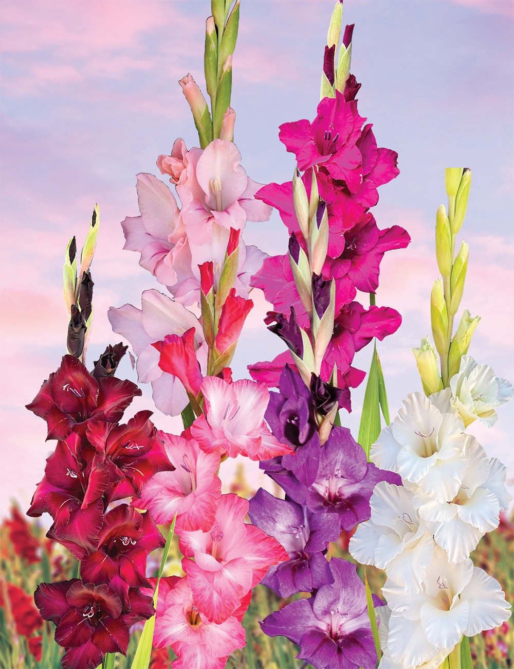 Gladioli - Show Stoppers (reduced) Collection