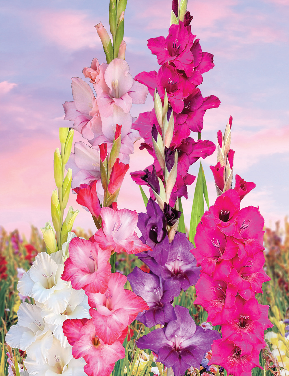 Gladioli - Show Stoppers (reduced) Collection