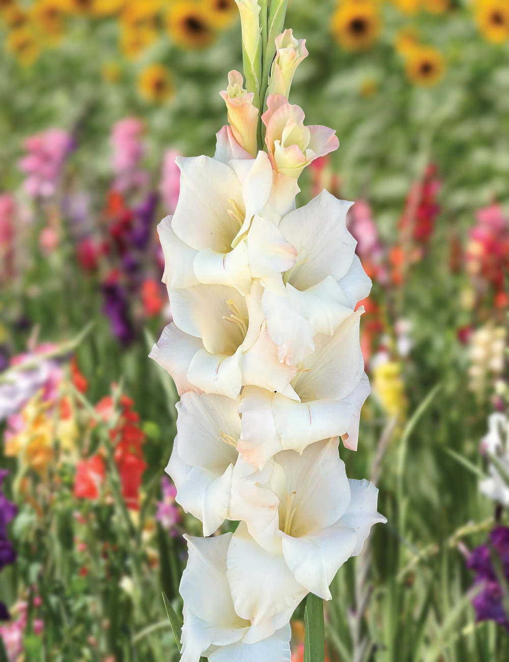 Gladioli 'Cream Perfection'
