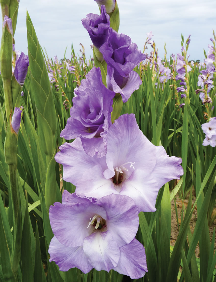 Gladioli - Show Stoppers Costa