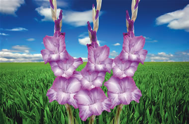 Gladioli Chemistry