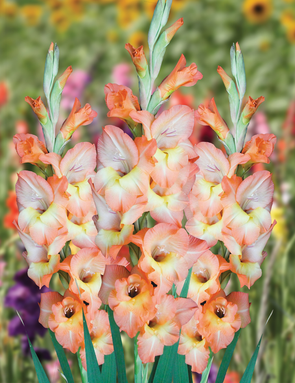 Gladioli Eminence