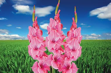 Gladioli  Exclusive