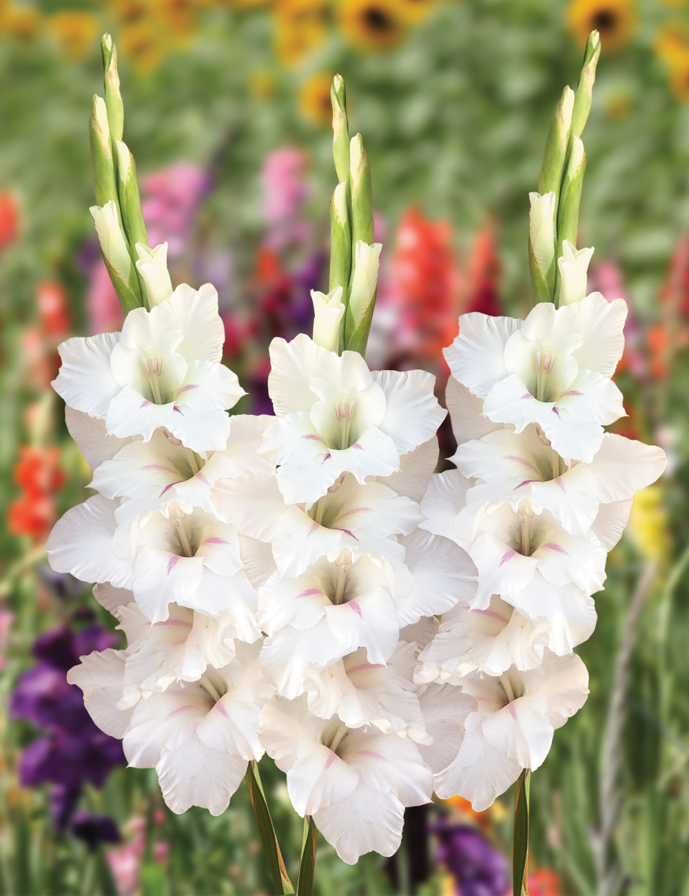 Gladioli Flevo Eskimo