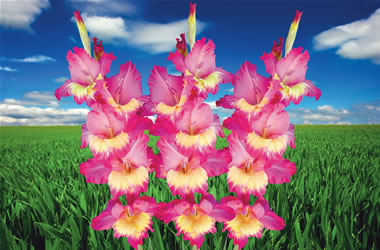 Gladioli Far West