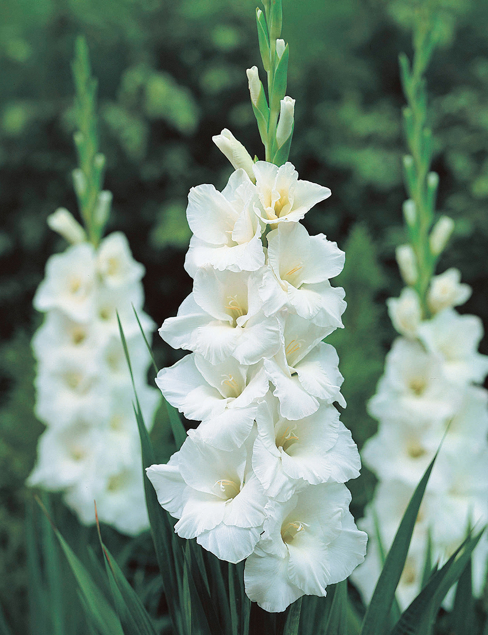 Gladioli 'Grand Prix'