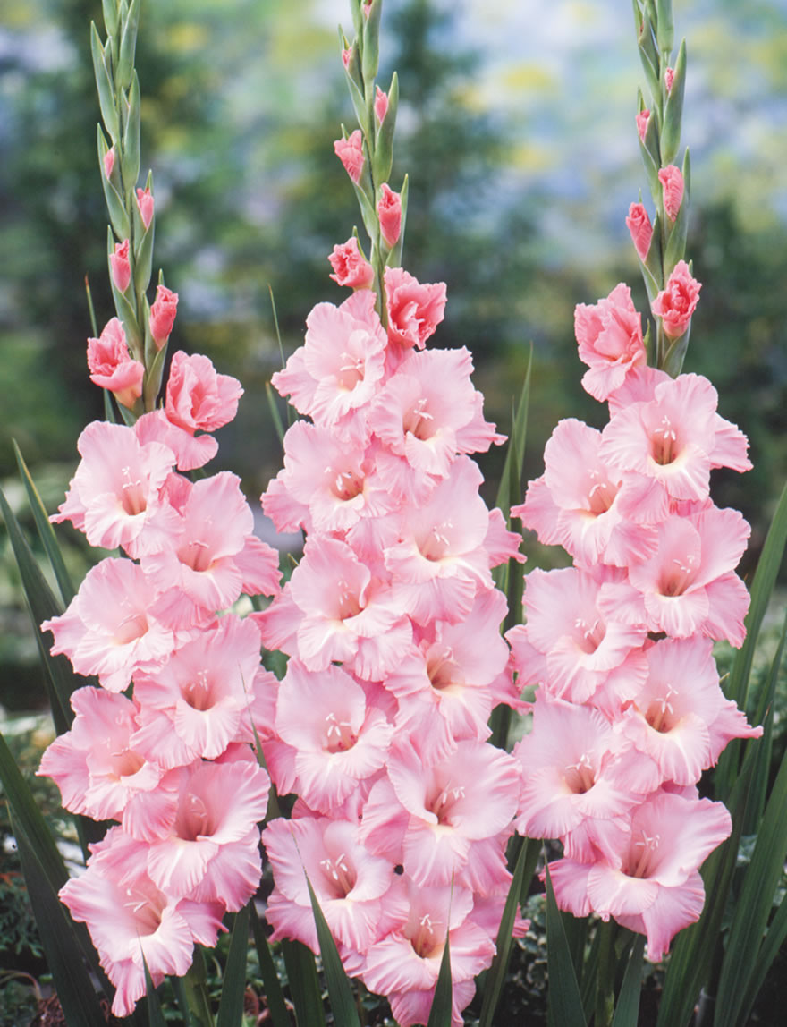 Gladioli - Show Stoppers Krasnodar