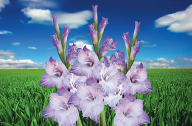 Gladioli Land O Lakes